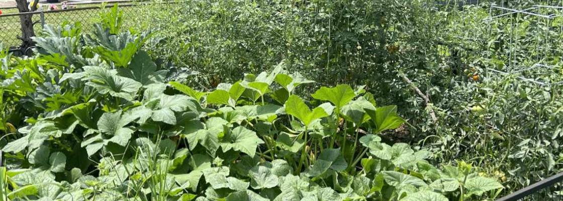 community garden
